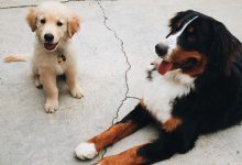 Bild von Jagdhund Schwarz Weiß bilder fürs handy