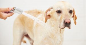 Jagdhunde Bilder Für Whatsapp 300x158 - Süße Hundebilder Kostenlos