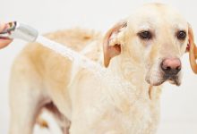 Bild von Jagdhunde Bilder Für Whatsapp bilder fürs handy
