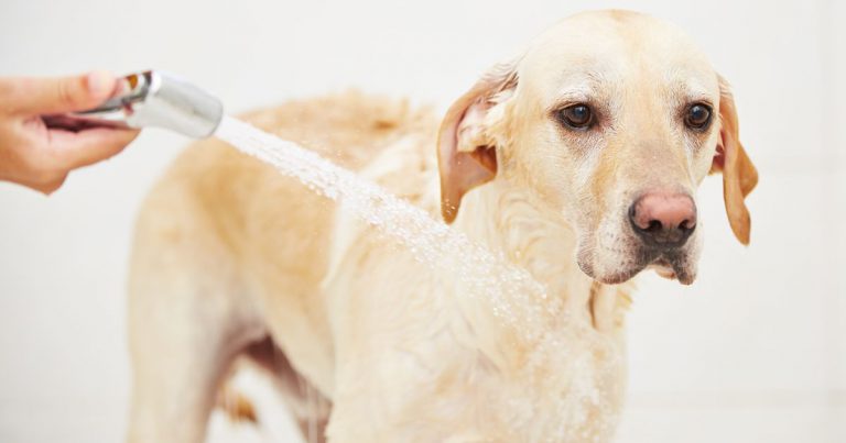 Jagdhunde Bilder Für Whatsapp