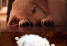 Bild von Jagdhunde Bilder Kostenlos bilder fürs handy