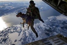 Bild von Jagdhunde Bilder Kostenlos Herunterladen bilder fürs handy