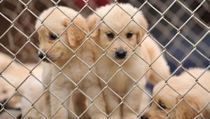 Japanische Hunderassen Liste 300x170 - Hunde Liste Mit Bildern Kostenlos