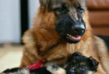 Bild von Kampfhunde Liste Mit Bild bilder fürs handy