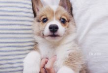 Bild von Kampfhunde Mit Bild bilder fürs handy