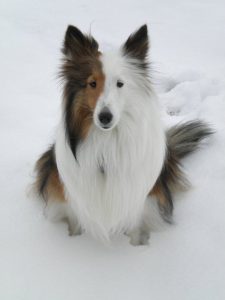 Kampfhunde Rassen Übersicht 225x300 - Alle Hunde Bilder Für Facebook