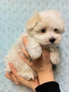 Kampfhunde Rassen Übersicht Bilder Kostenlos 224x300 - Kleine Weiße Hunde Bilder Für Whatsapp