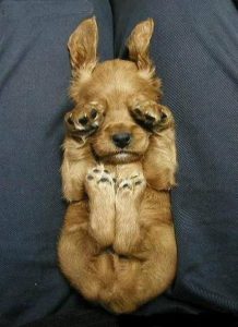 Kampfhunde Rassen Übersicht Bilder Kostenlos Herunterladen 218x300 - Lustige Hundefotos