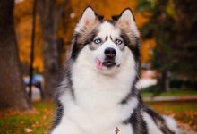 Bild von Kampfhunde Rassen Übersicht Bilder fürs handy