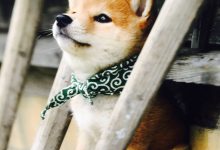 Bild von Kampfhunde Rassen Übersicht Bilder Für Facebook bilder fürs handy