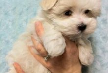Bild von Kampfhunde Rassen Übersicht Bilder Kostenlos bilder fürs handy