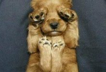Bild von Kampfhunde Rassen Übersicht Bilder Kostenlos Herunterladen bilder fürs handy