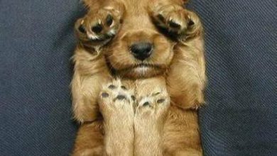 Bild von Kampfhunde Rassen Übersicht Bilder Kostenlos Herunterladen