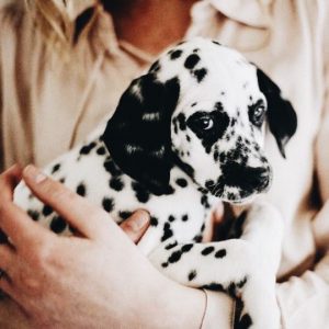 Kleinbleibende Hunderassen Mit Bild 300x300 - Bilder Von Labradoren Kostenlos