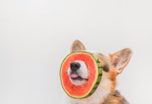 Bild von Kleine Bis Mittelgroße Hunde Mit Bild bilder fürs handy