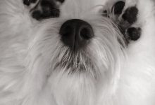 Bild von Kleine Braune Hunderassen bilder fürs handy