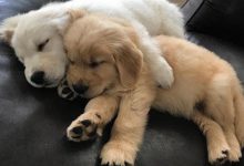 Bild von Kleine Hunde bilder fürs handy