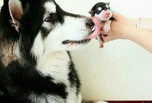 Bild von Kleine Hunde Bilder fürs handy