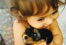 Bild von Kleine Hunde Bilder Für Whatsapp bilder fürs handy