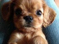 Bild von Kleine Hunde Fotos bilder fürs handy