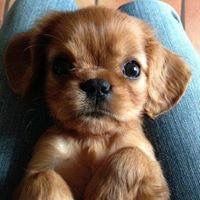 Kleine Hunde Fotos - Lustige Tierbilder Hunde