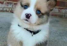 Bild von Kleine Hunde Kurzhaar bilder fürs handy