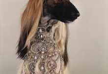 Bild von Kleine Hunde Langhaar bilder fürs handy