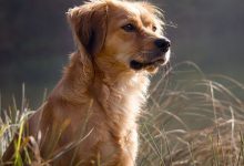 Bild von Kleine Hunde Mit Bild bilder fürs handy