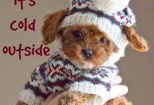 Bild von Kleine Hunde Tierrassen bilder fürs handy