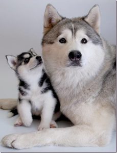 Kleine Hunderassen Bilder Und Namen Für Whatsapp 229x300 - Alle Hunderassen Anzeigen