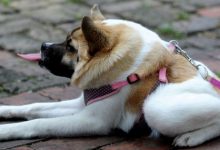 Bild von Kleine Hunderassen Bilder Und Namen Für Facebook bilder fürs handy