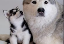 Bild von Kleine Hunderassen Bilder Und Namen Für Whatsapp bilder fürs handy