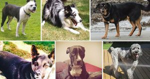 Kleine Hunderassen Bildergalerie 300x158 - Bilder Welpen Hunde Für Whatsapp