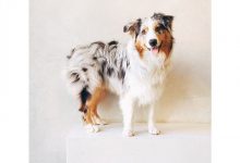 Bild von Kleine Hunderassen Lexikon bilder fürs handy