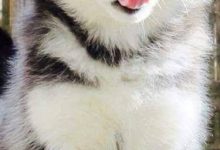Bild von Kleine Hunderassen Mit Bild bilder fürs handy