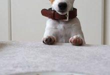 Bild von Kleine Hunderassen Mit Bild Kurzhaar bilder fürs handy