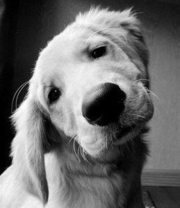 Kleine Hunderassen Mit Bilder Für Facebook 259x300 - Hundebilder Kostenlos
