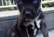 Bild von Kleine Hunderassen Weiß bilder fürs handy