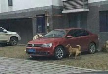 Bild von Kleine Kurzhaar Hunde bilder fürs handy