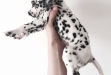 Bild von Kleine Langhaar Hunderassen bilder fürs handy