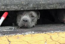 Bild von Kleine Langhaarige Hunde bilder fürs handy