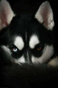 Kleine Lockige Hunderassen 200x300 - Coole Bilder Von Hunden Für Facebook