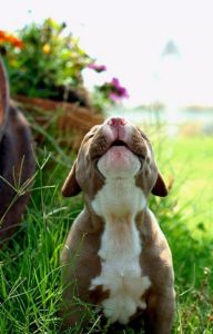 Kleine Mischlingshunde Bilder 192x300 - Hunderassen Mit Bild Und Preis