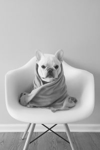 Kleine Mischlingshunde Bilder Kostenlos 200x300 - Bilder Hunde