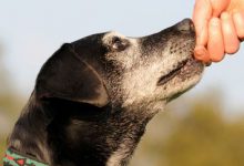 Bild von Kleine Rassehunde Bilder fürs handy