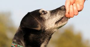 Kleine Rassehunde Bilder 300x158 - Berner Sennenhund