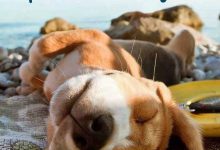 Bild von Kleine Rassehunde Bilder Für Facebook bilder fürs handy