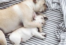 Bild von Kleine Rassehunde Bilder Für Whatsapp bilder fürs handy