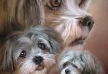 Bild von Kleine Rassehunde Bilder Kostenlos bilder fürs handy