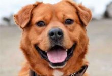 Bild von Kleine Rassehunde Welpen bilder fürs handy